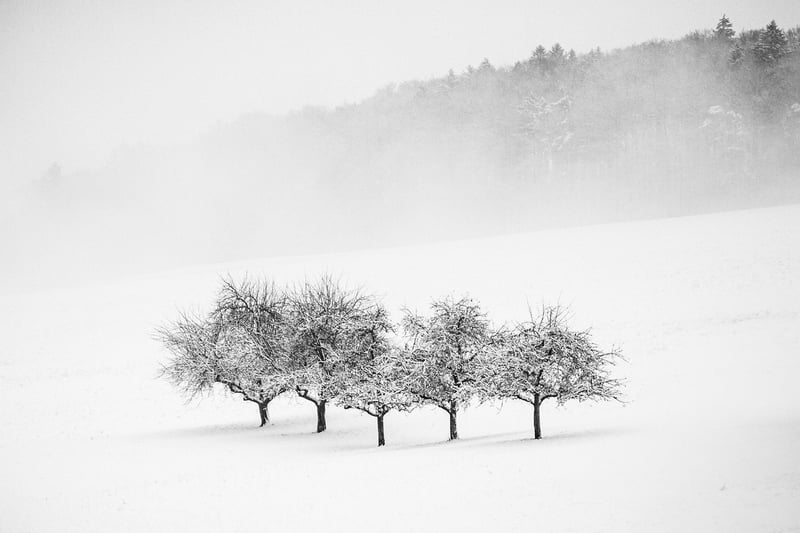 Mysterious Forest